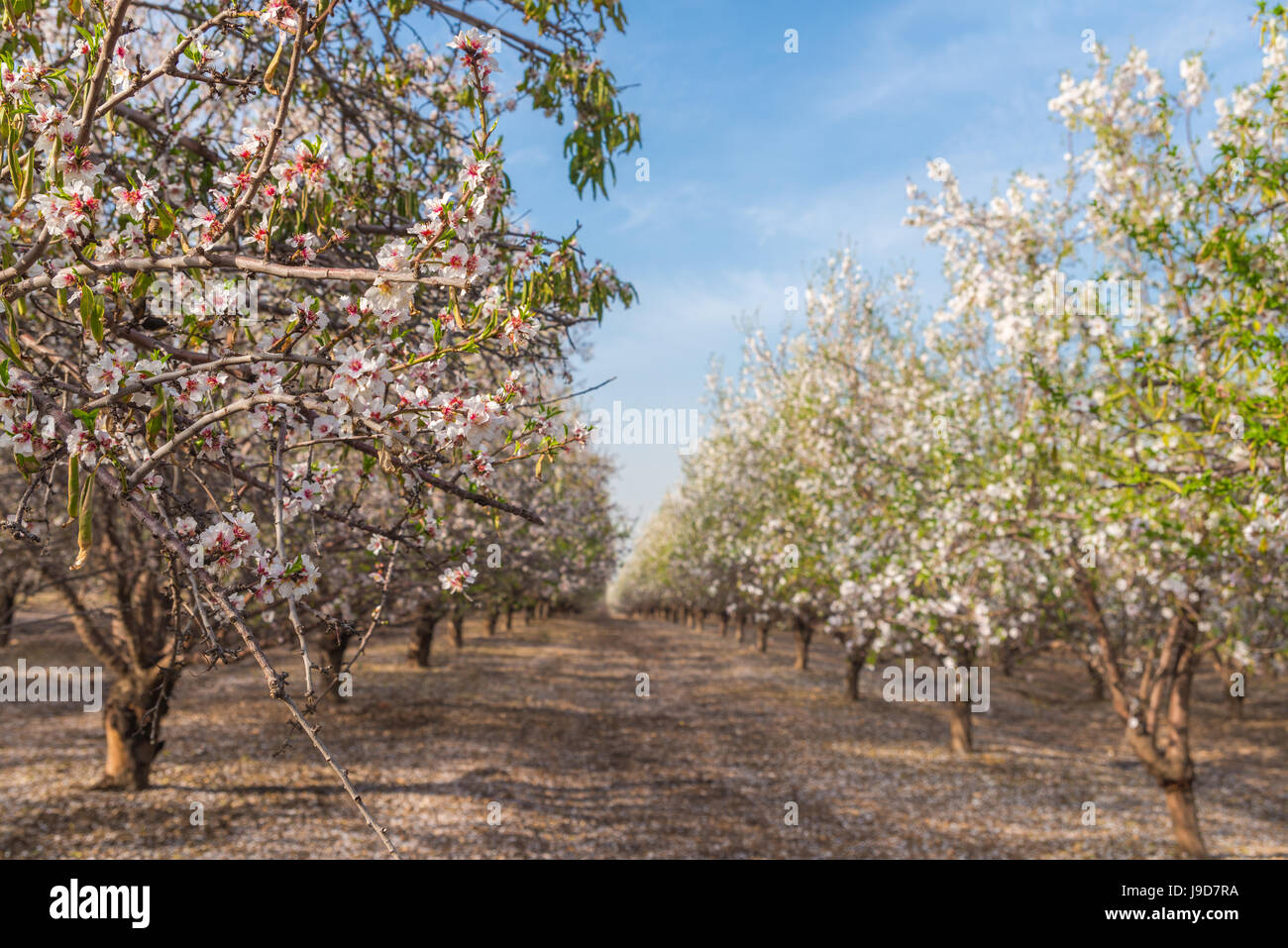 Percorso tra i mandorli in fiore, Israele, Medio Oriente Foto Stock