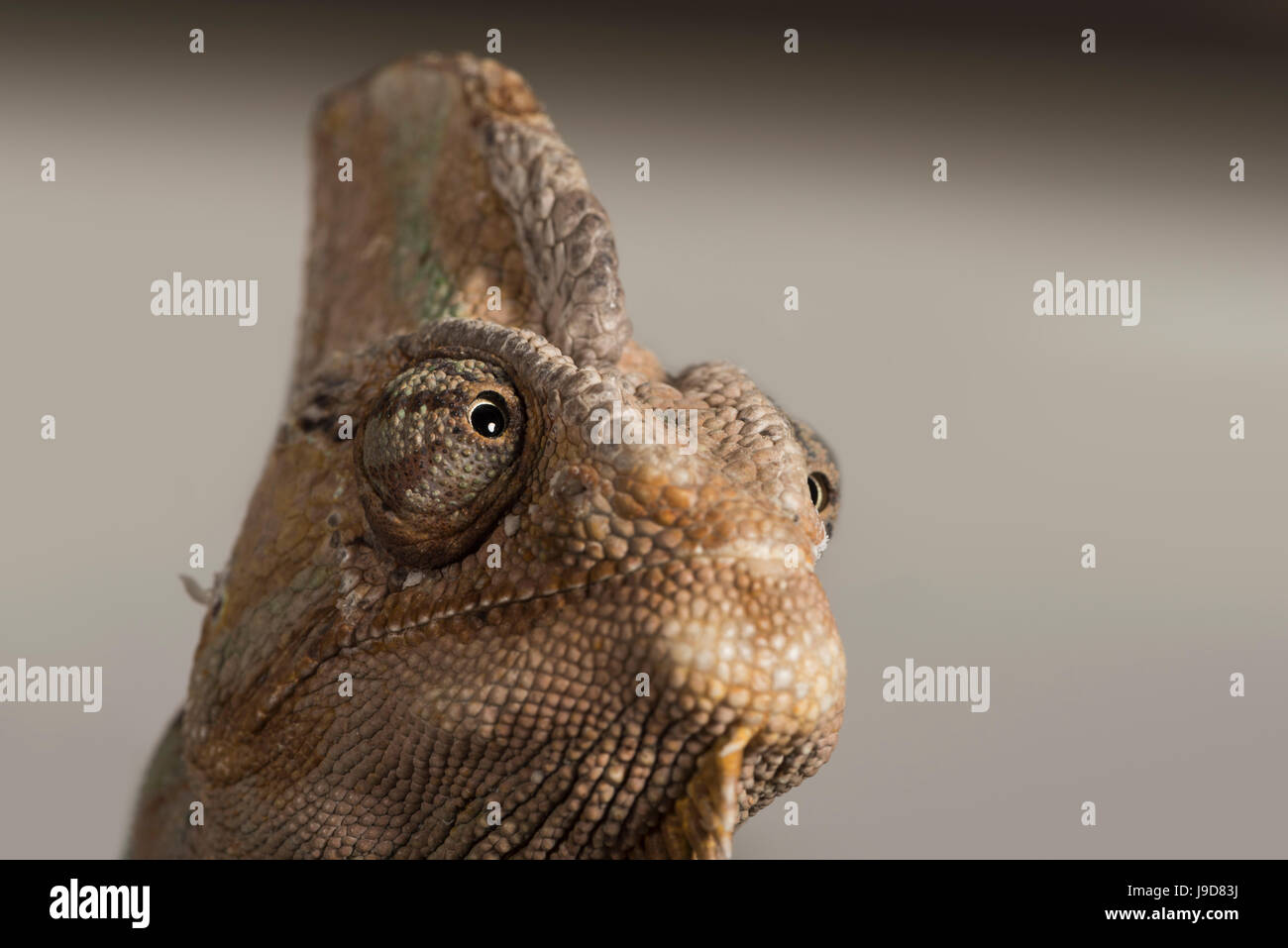 Camaleonte velato (Yemen chameleon) (Chamaeleo Calyptratus), captive, Regno Unito, Europa Foto Stock