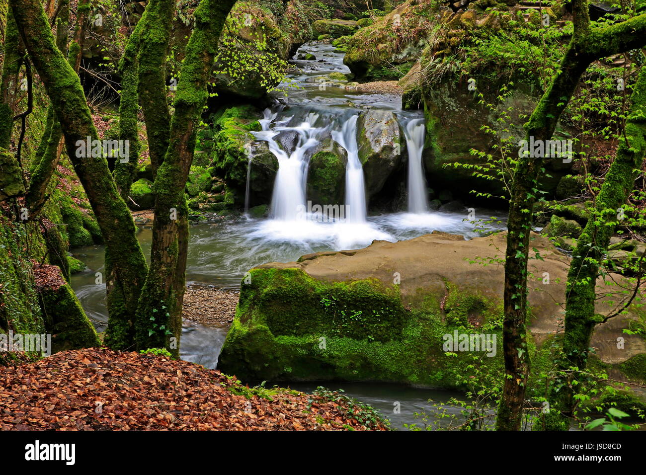 Forest brook, Schiessendumpel, Mullerthal, LUSSEMBURGO, Europa Foto Stock