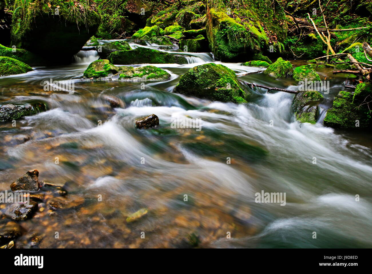 Forest brook, Schiessendumpel, Mullerthal, LUSSEMBURGO, Europa Foto Stock