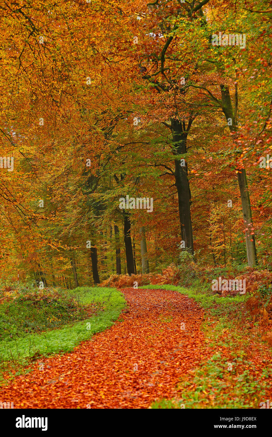 Bosco autunnale vicino Kastel-Staadt, Renania-Palatinato, Germania, Europa Foto Stock