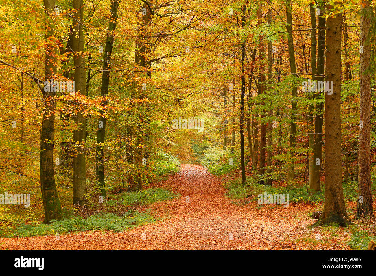 Bosco autunnale vicino Kastel-Staadt, Renania-Palatinato, Germania, Europa Foto Stock