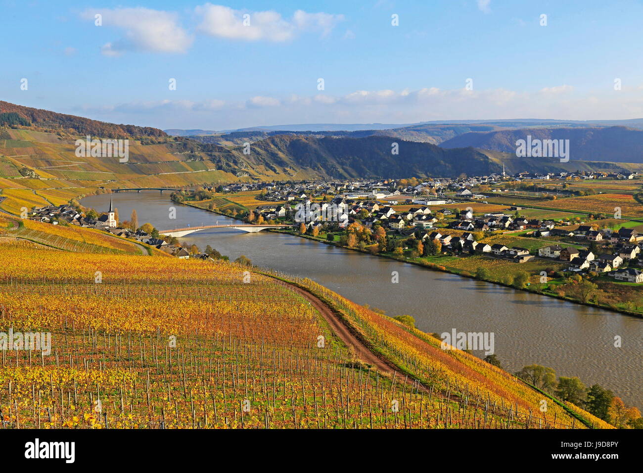 Vigneti vicino Piesport, Valle della Mosella, Renania-Palatinato, Germania, Europa Foto Stock