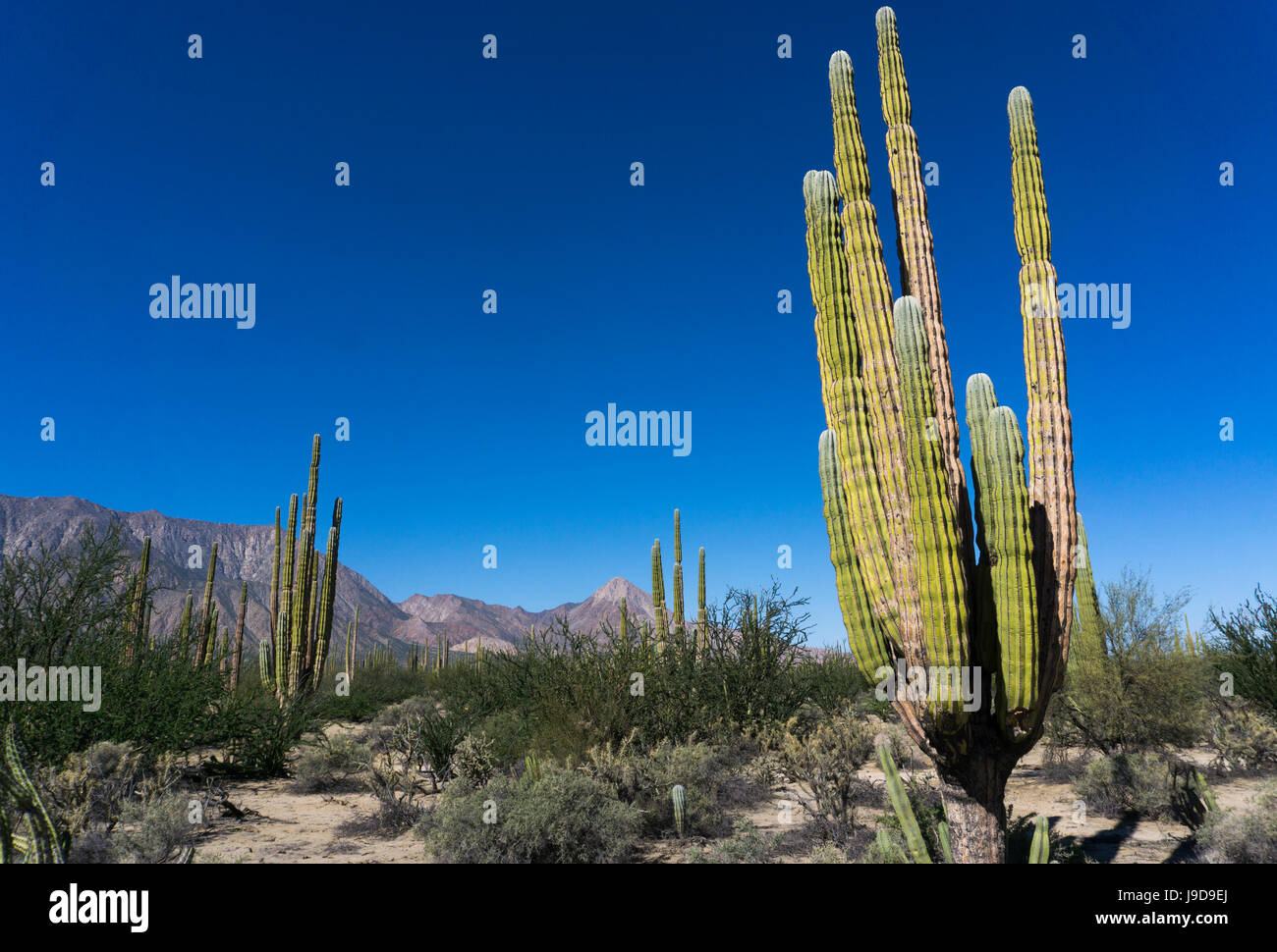 Cactus nel deserto secco come il paesaggio, Baja California, Messico, America del Nord Foto Stock