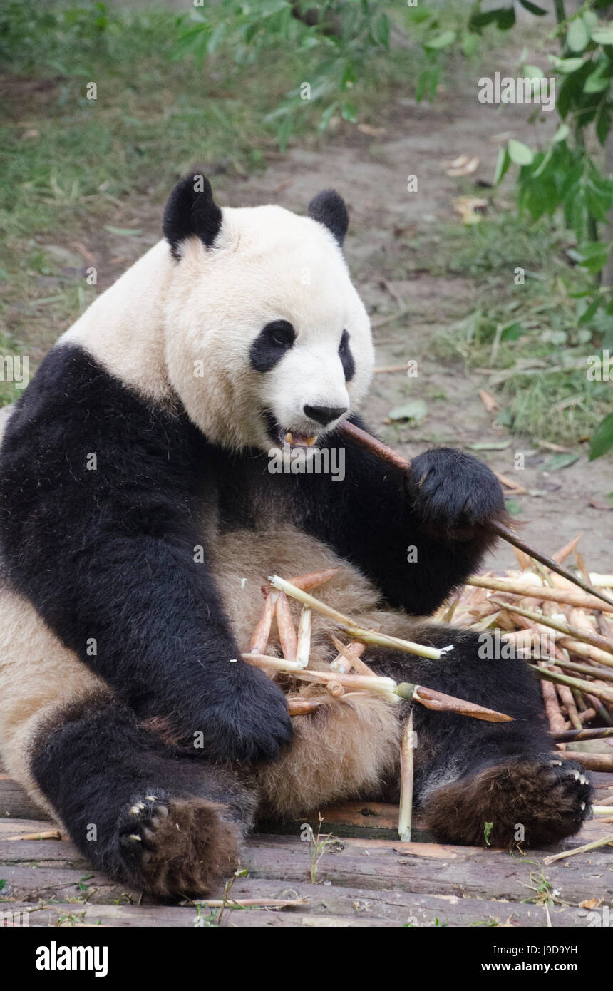 Chengdu Research Base del Panda Gigante Allevamento, Chengdu, nella provincia di Sichuan, in Cina, Asia Foto Stock