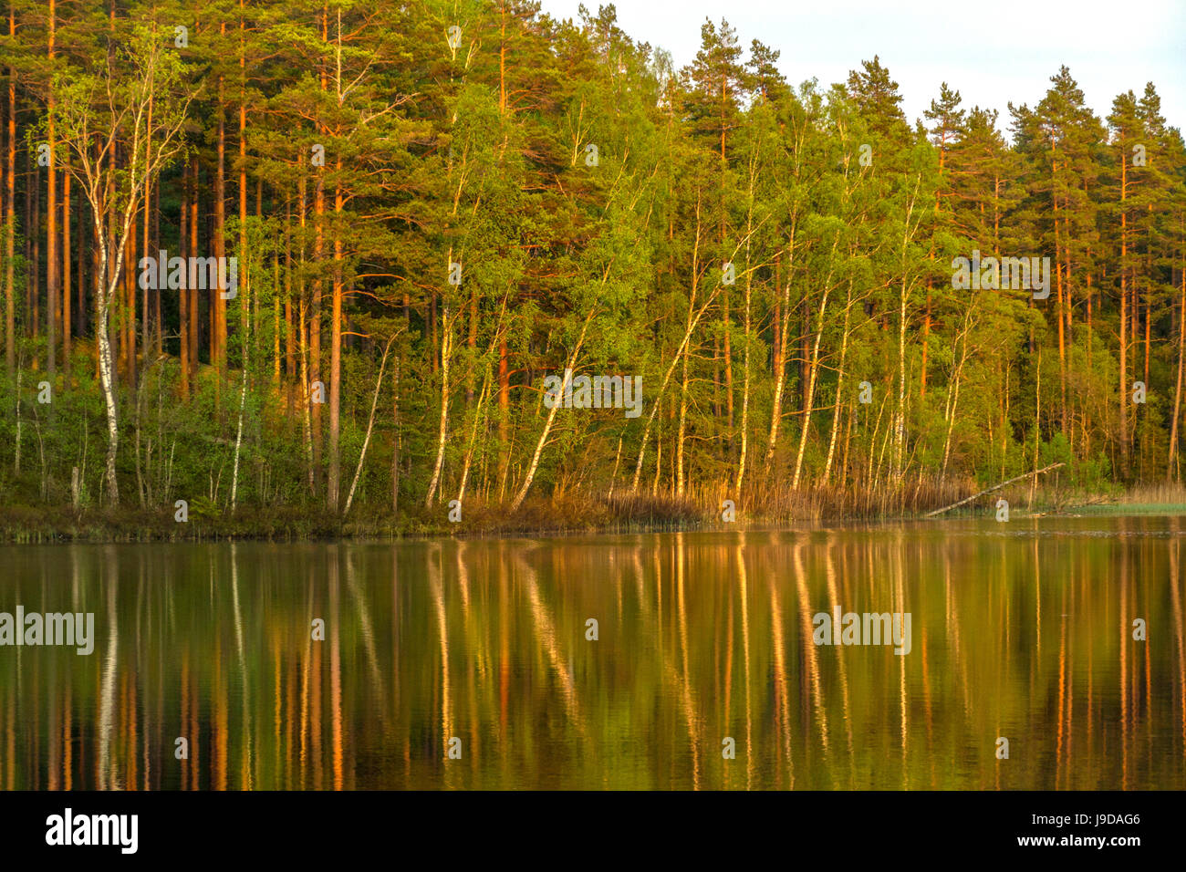 Lago di foresta nel sole pomeridiano Foto Stock