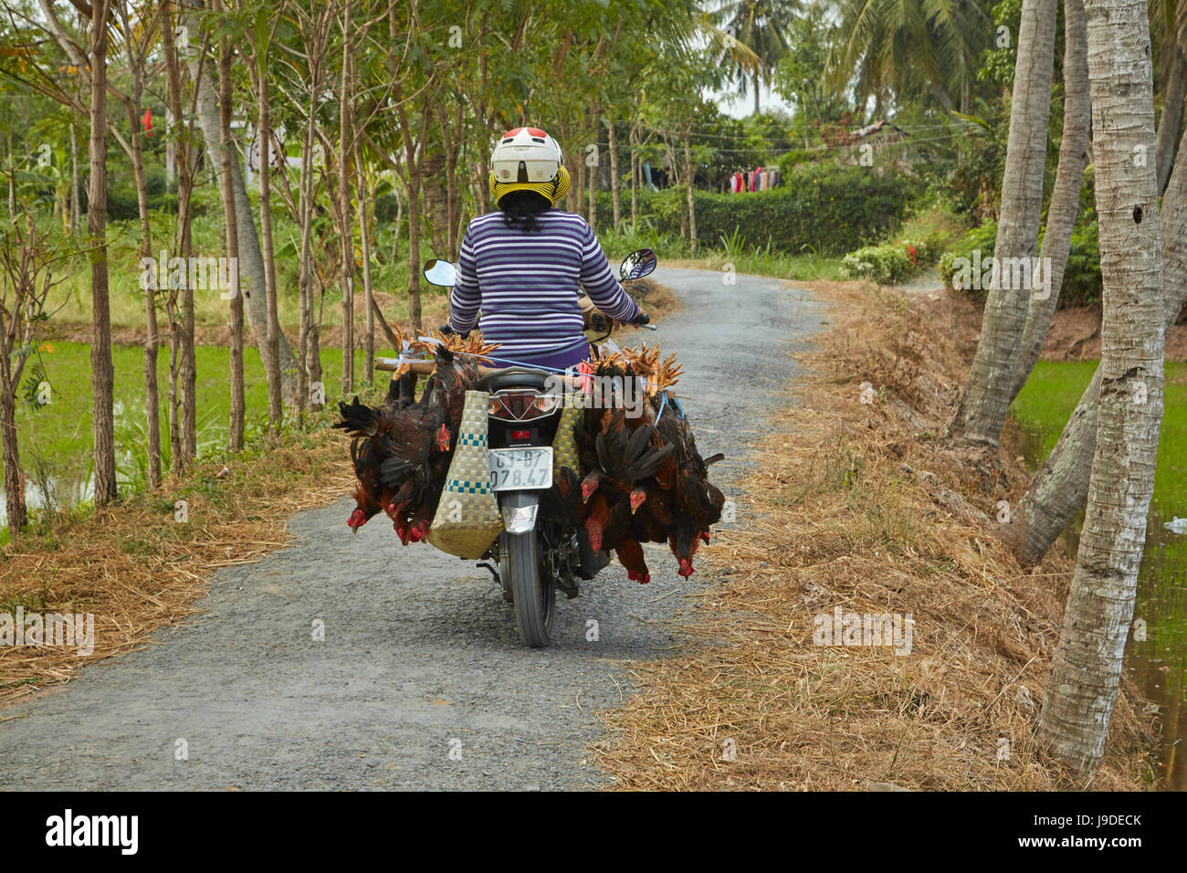 Donna sulla moto che trasportano i polli, vicino Tan Hoa, Tien Giang Provincia, il Delta del Mekong, Vietnam Foto Stock