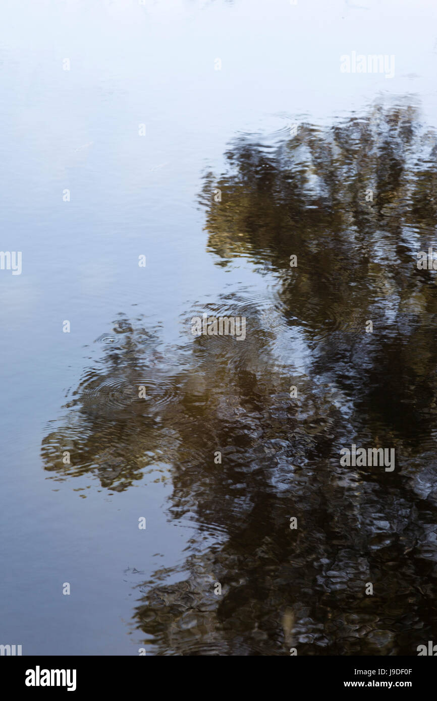 La riflessione di un albero in acqua di lago. Foto Stock