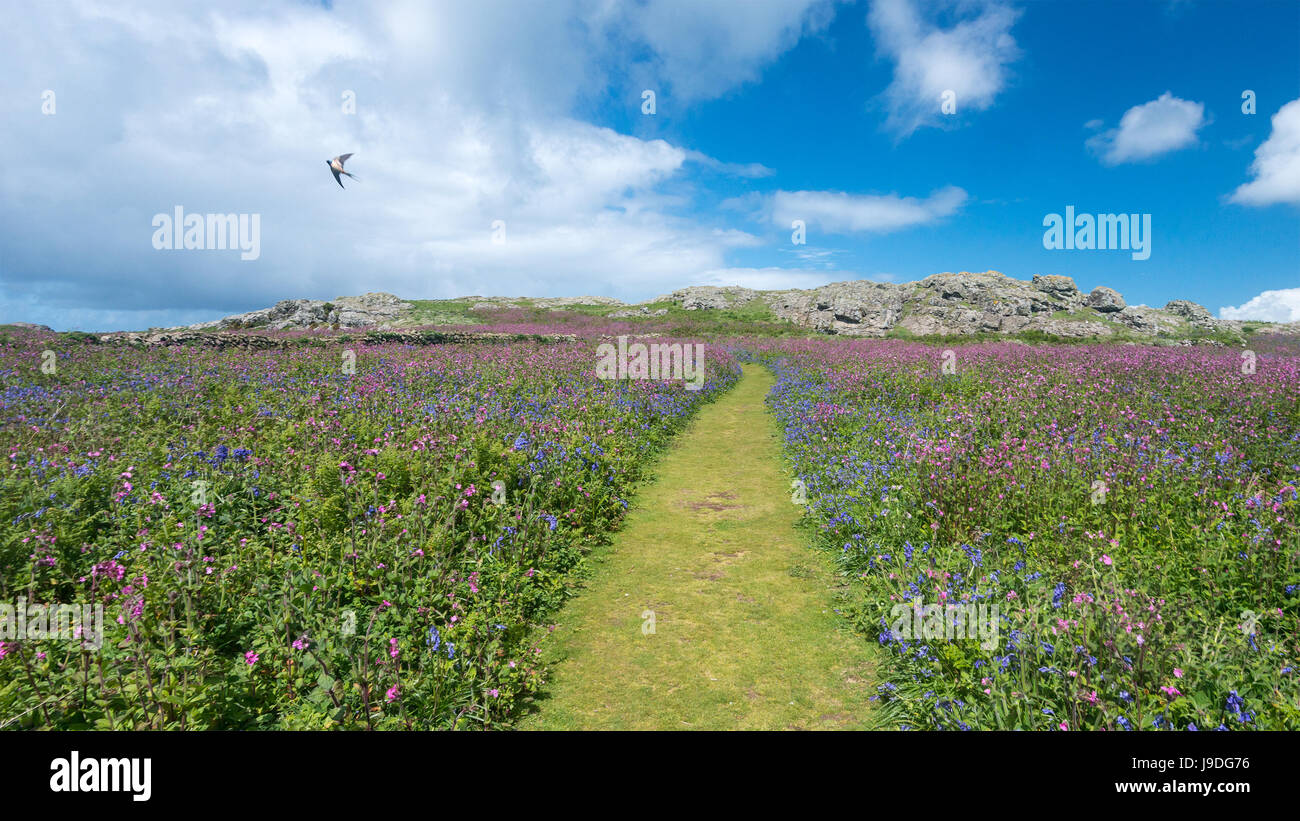 Swallow volando sopra la primavera dei fiori di prato campion e bluebells. Percorso falciata al promontorio roccioso. Nuvoloso cielo blu. Isola di Skomer, Pembrokeshire, West Foto Stock