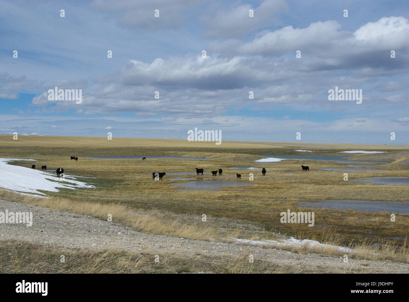 Nero, swarthy, jetblack, nero profondo, mucca, bestiame, acqua fresca, stagno, acqua, Foto Stock