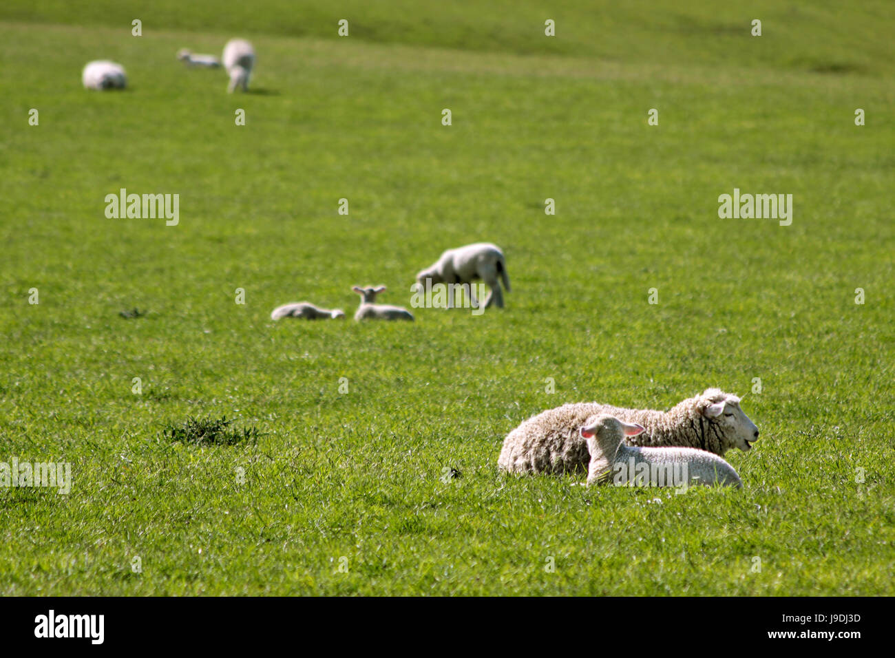 Nuova Zelanda, agriturismo, gregge di pecore Pecore (pl), pascoli, pecore-run, Willow, Foto Stock