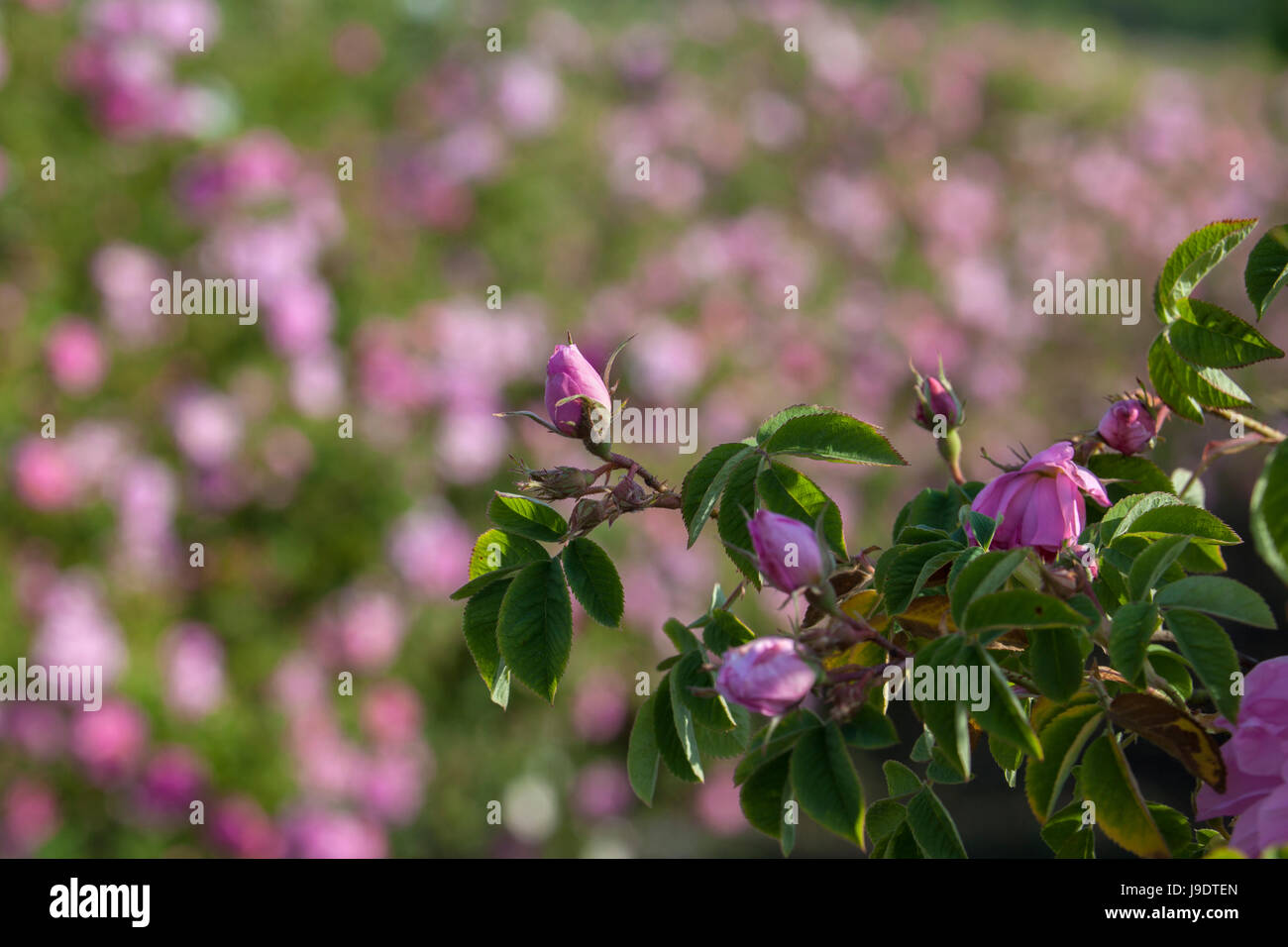 Campagna per la raccolta di rose rosa per la produzione di petrolio in una fattoria di campagna. Foto Stock