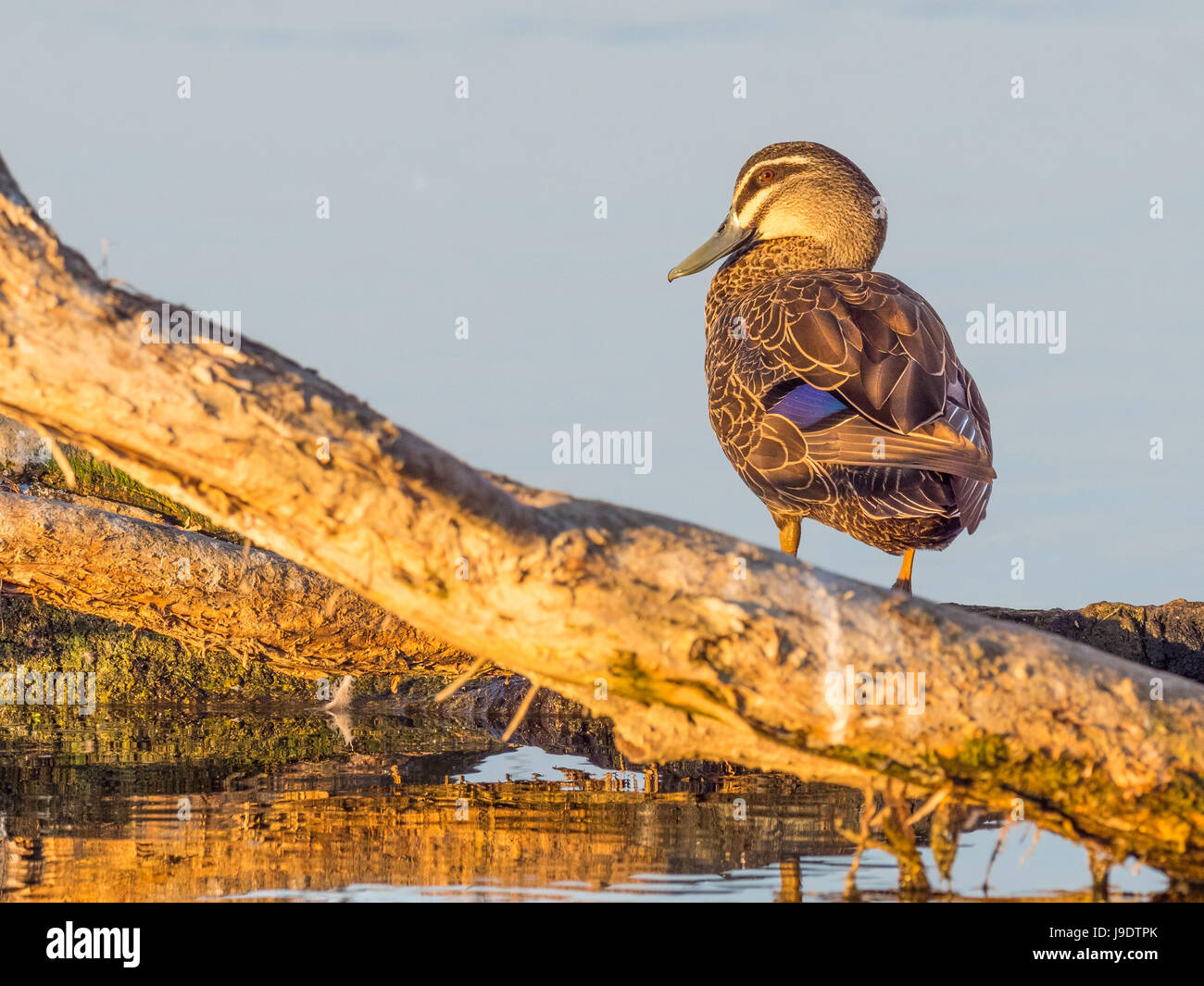 Un pacifico Black Duck (Anas superciliosa) poggiante su un semi-sommersa ad albero sul Lago di Pastore a Perth, Western Australia. Foto Stock