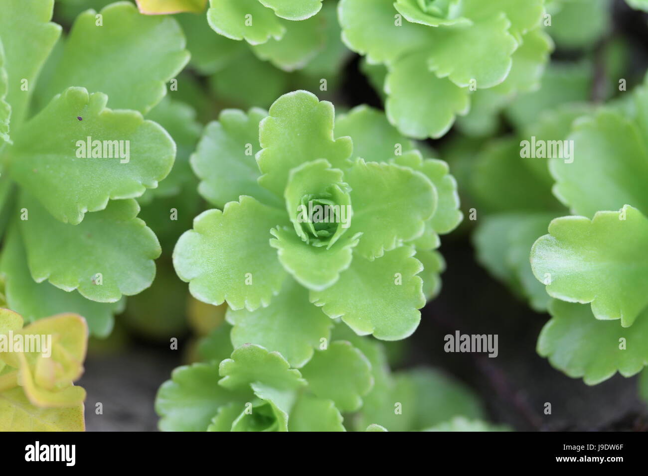 Un giardino di roccia pianta Foto Stock