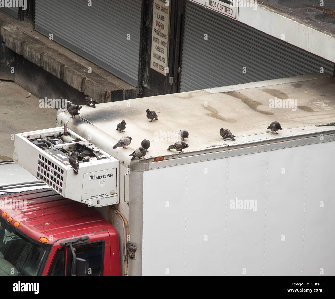 Piccioni sulla parte superiore di un carrello in New York City Foto Stock