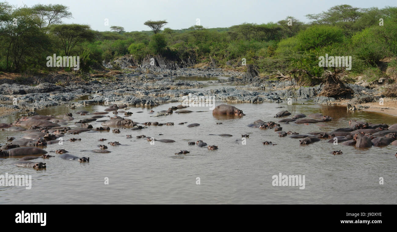Africa, Ippona, Tanzania, semitropical, pericolo, animale mammifero, africa, vicino, Foto Stock