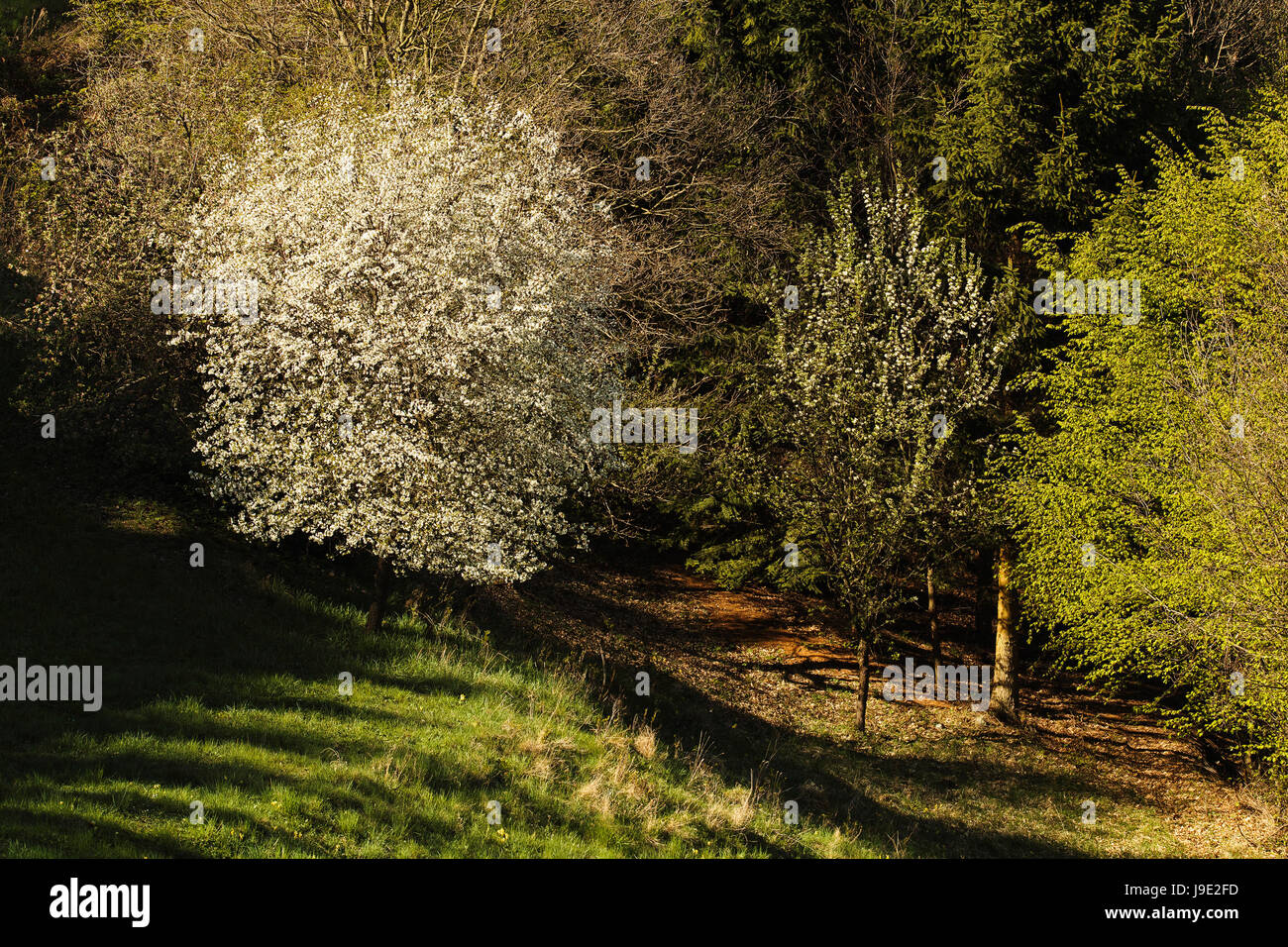 Albero, molla, il patrimonio culturale mondiale, di alberi da frutto, brilla, brilla, luminoso Foto Stock