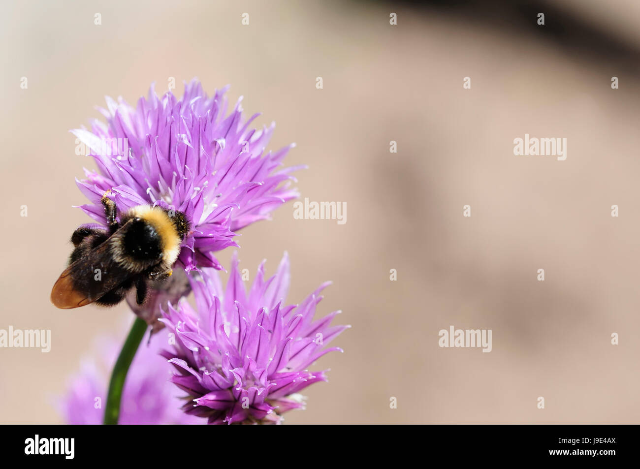 Api, porro, erba cipollina, erba cipollina, insetto, bee, macro close-up, macro di ammissione, chiudi Foto Stock