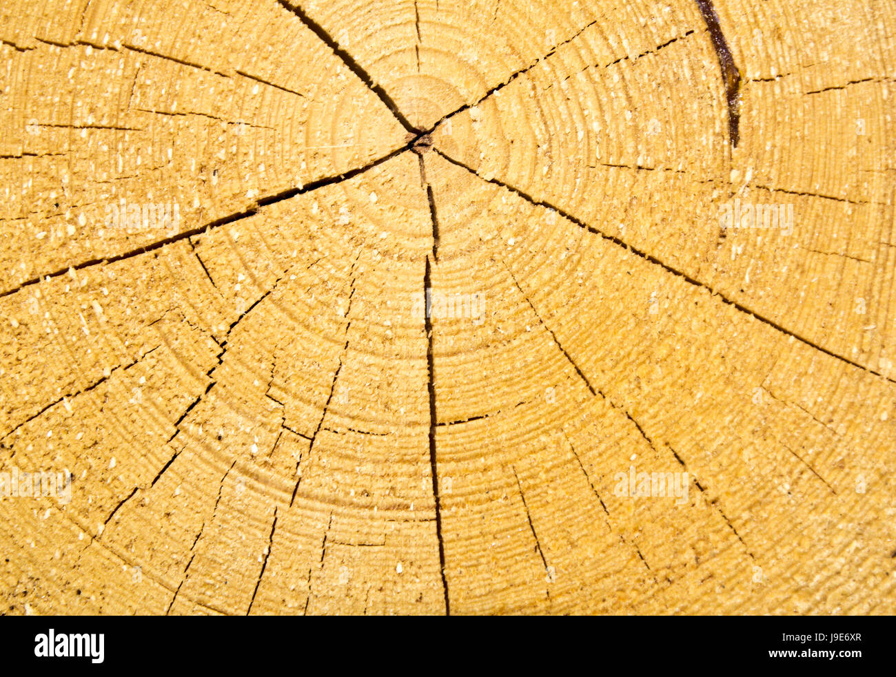 Albero, legname tagliato, legno, età, texture, vita, esistono, esistenza, vivendo, vive, Foto Stock