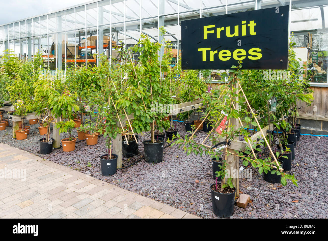 Un display a molla di alberi da frutto per la vendita in un centro giardino Foto Stock