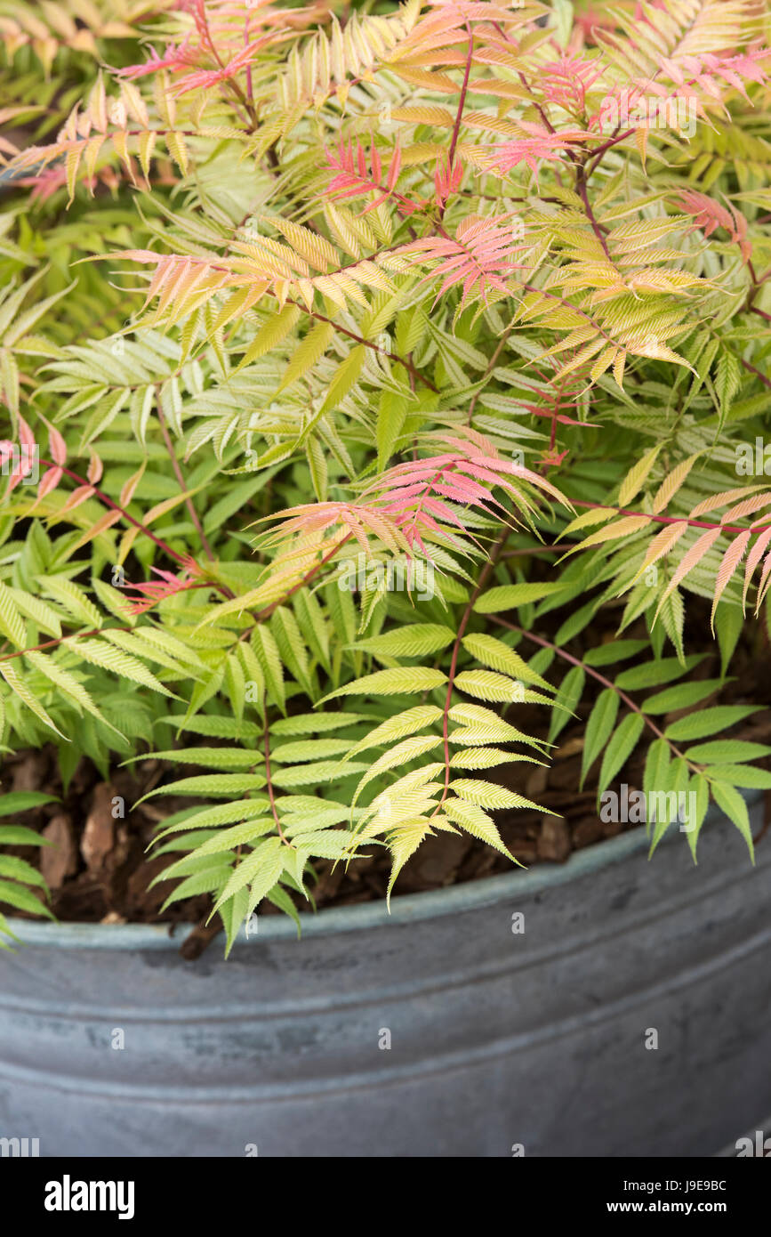 Sorbaria sorbifolia "em". Falso spiraea. Spiraea sorbifolia in una lattina galvanizzata piantatrice. Regno Unito Foto Stock