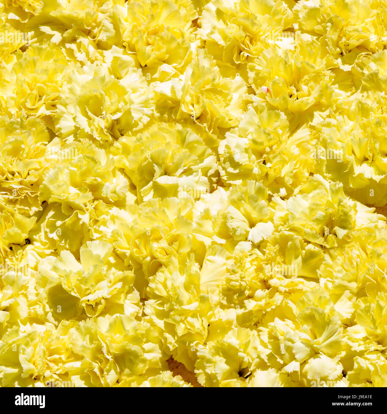 Bouquet di fiori gialli del garofano per utilizzare come sfondo della natura. Foto Stock