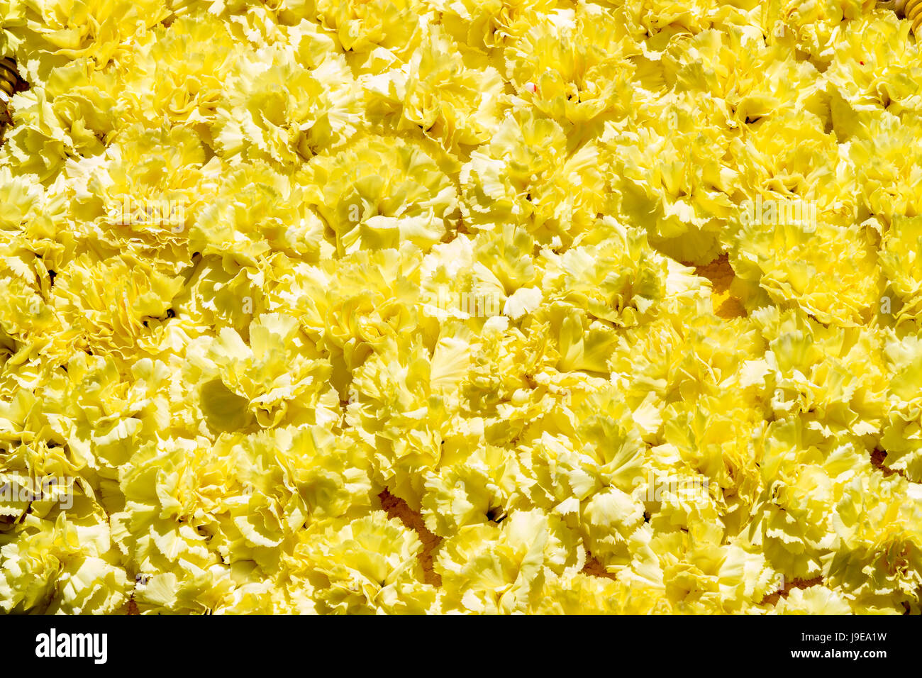 Bouquet di fiori gialli del garofano per utilizzare come sfondo della natura. Foto Stock