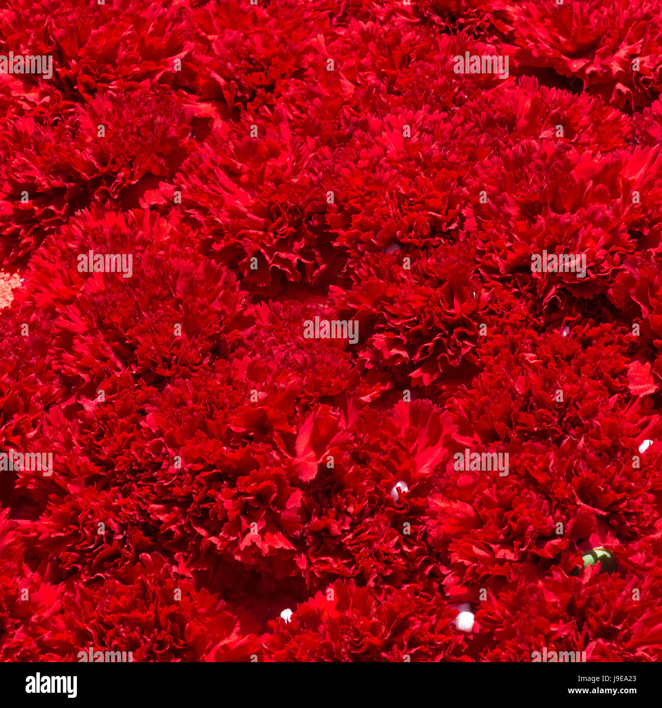 Mazzo di fiori rossi del garofano per utilizzare come sfondo della natura. Foto Stock