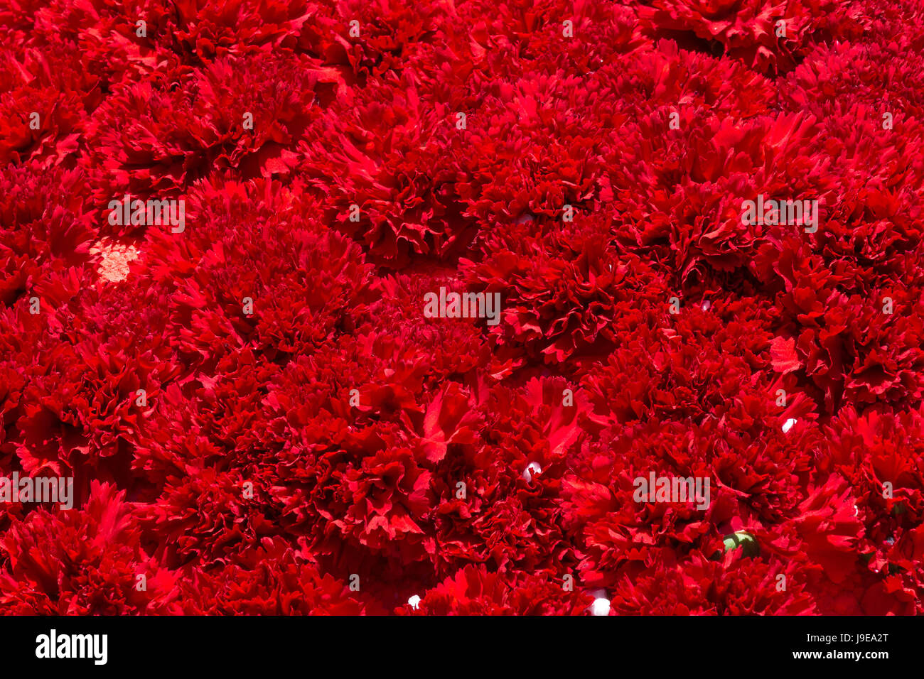Mazzo di fiori rossi del garofano per utilizzare come sfondo della natura. Foto Stock