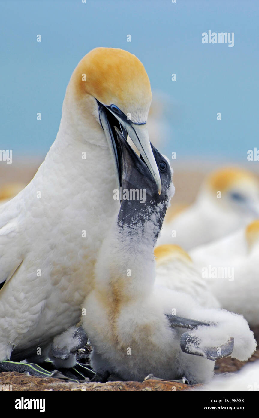Uccelli, uccelli, Colonia, nuova zelanda, giovane animale, hick, amore  materno, bird Foto stock - Alamy