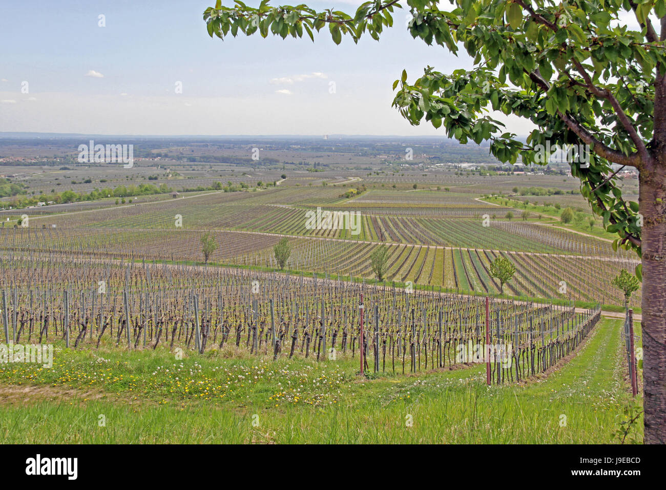 La viticoltura, Pfalz, vite, vitigno, vitigno, la RENANIA-PALATINATO, albero, Foto Stock