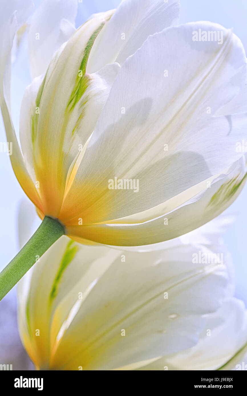 Close up di bianco garden tulipani. Foto Stock