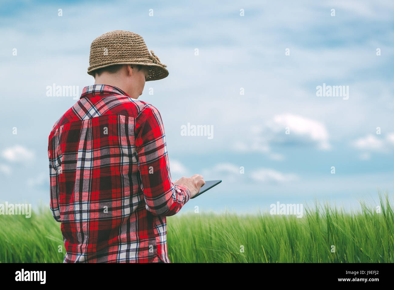 Ricercatore con tavoletta digitale nel raccolto di cereale campo, concetto di responsabile moderna agricoltura smart utilizzando electronics Foto Stock