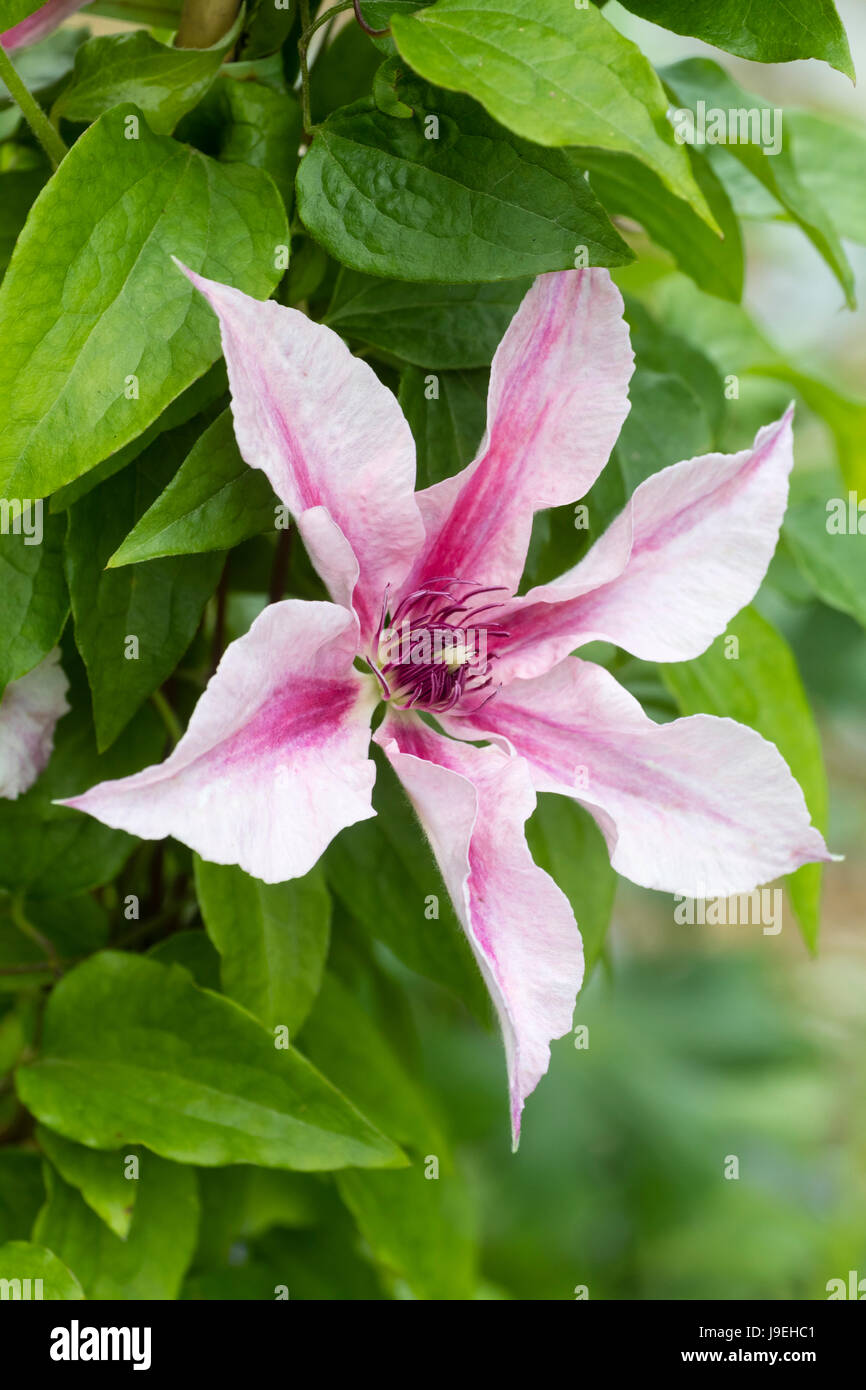 Unico fiore delcarrello hardy,fioritura estiva, alpinista, Clematis 'Rosa fantasia' Foto Stock