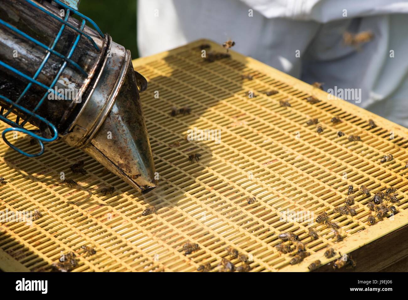 Apicoltore utilizzando fumatore per tranquillizzare la colonia di api prima di ispezione, Norfolk, Inghilterra, maggio. Foto Stock