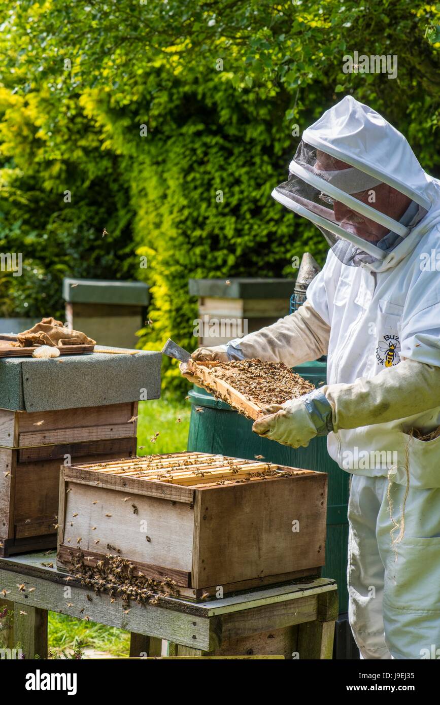 Apicoltore ispezione camera di covata su un honey bee hive. Foto Stock