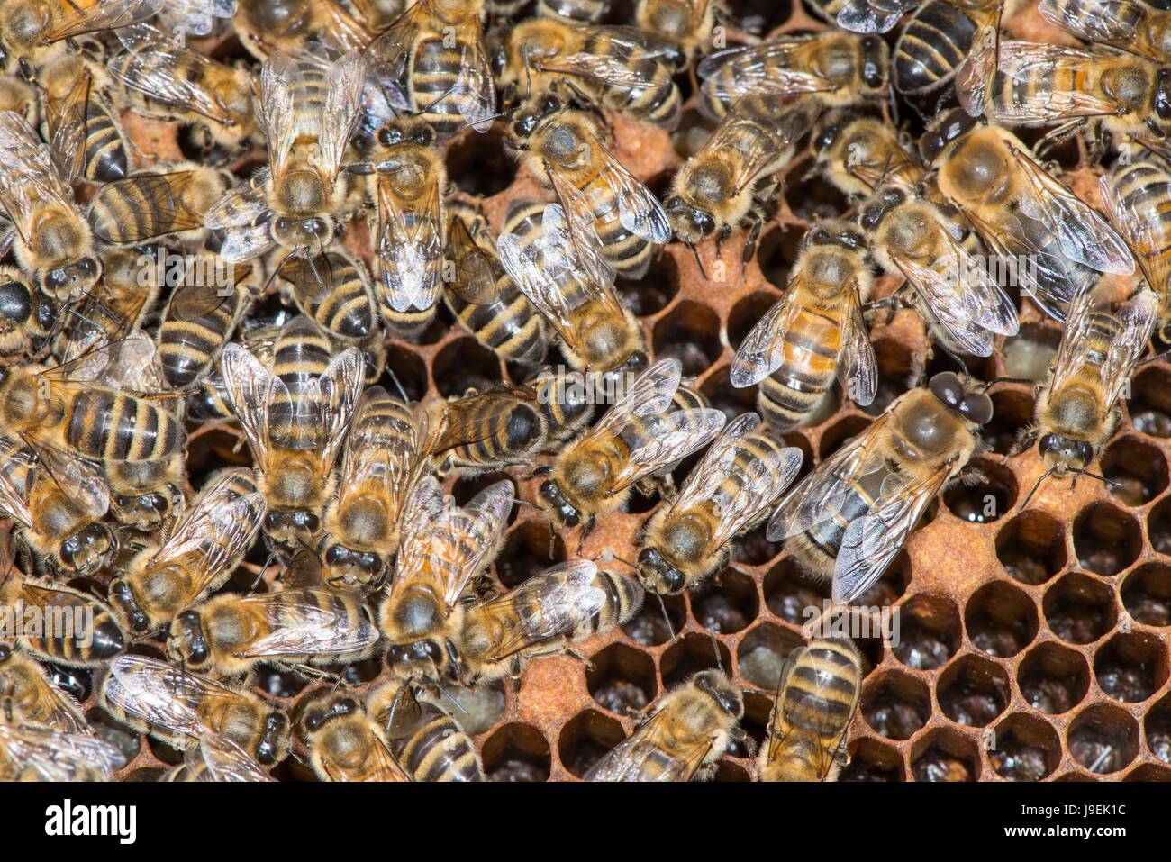 Il miele delle api colonia mostrante lavoratore di sesso femminile che api sulla camera di covata comb. Foto Stock