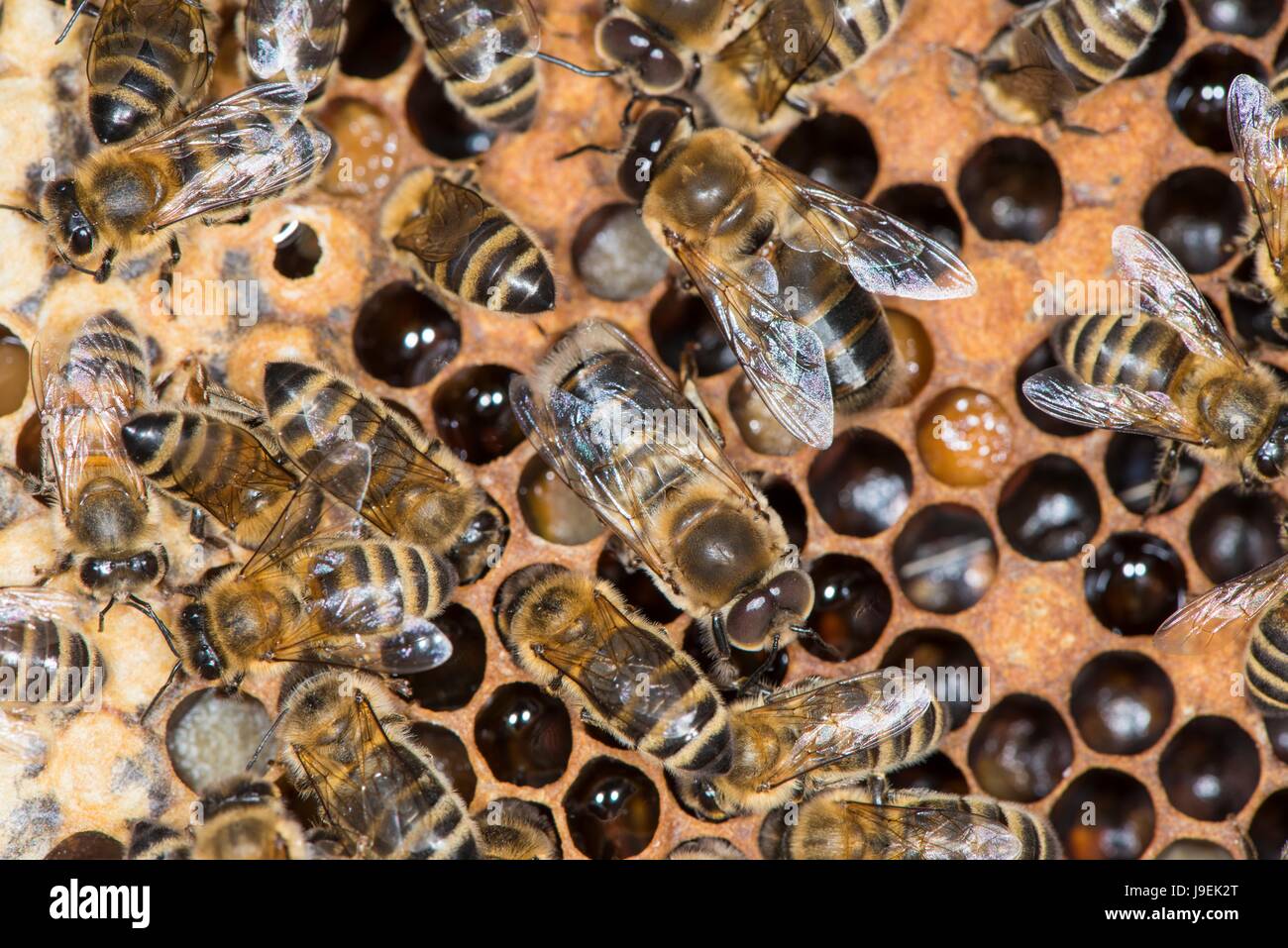 Il miele delle api colonia mostrante lavoratore di sesso femminile che api e fuchi sulla camera di covata comb. Foto Stock