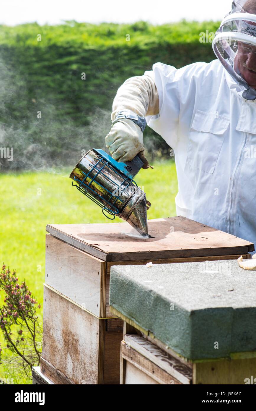 Apicoltore utilizzando fumatore per tranquillizzare la colonia di api prima di ispezione, Norfolk, Inghilterra, maggio. Foto Stock