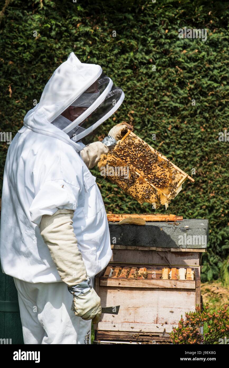 Apicoltore ispezione camera di covata su un honey bee hive. Foto Stock