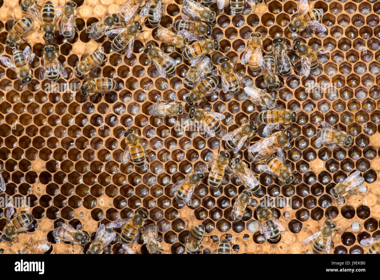 Il miele delle api colonia mostrante lavoratore di sesso femminile che api sulla camera di covata comb. Foto Stock