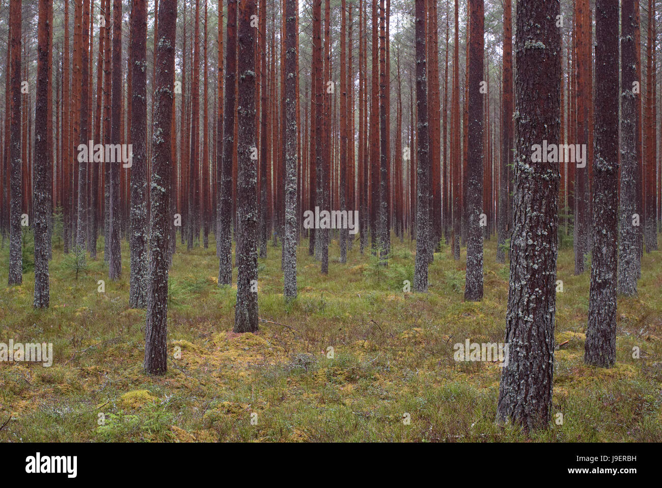 Pineta In Alam-Pedja Riserva Naturale, Estonia. Il 29 aprile 2017 Foto Stock