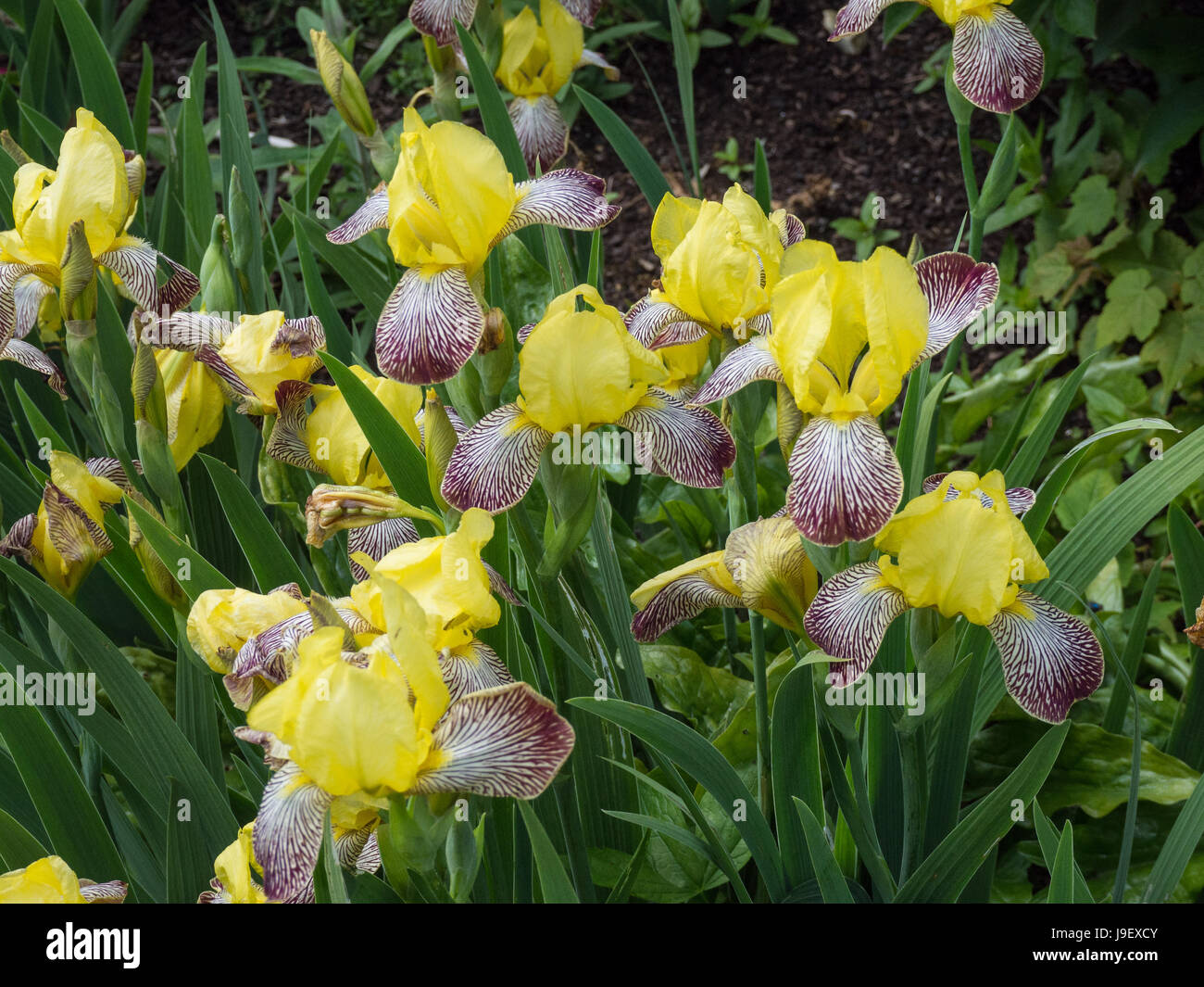 Un intrico di Iris Gracco in fiore Foto Stock