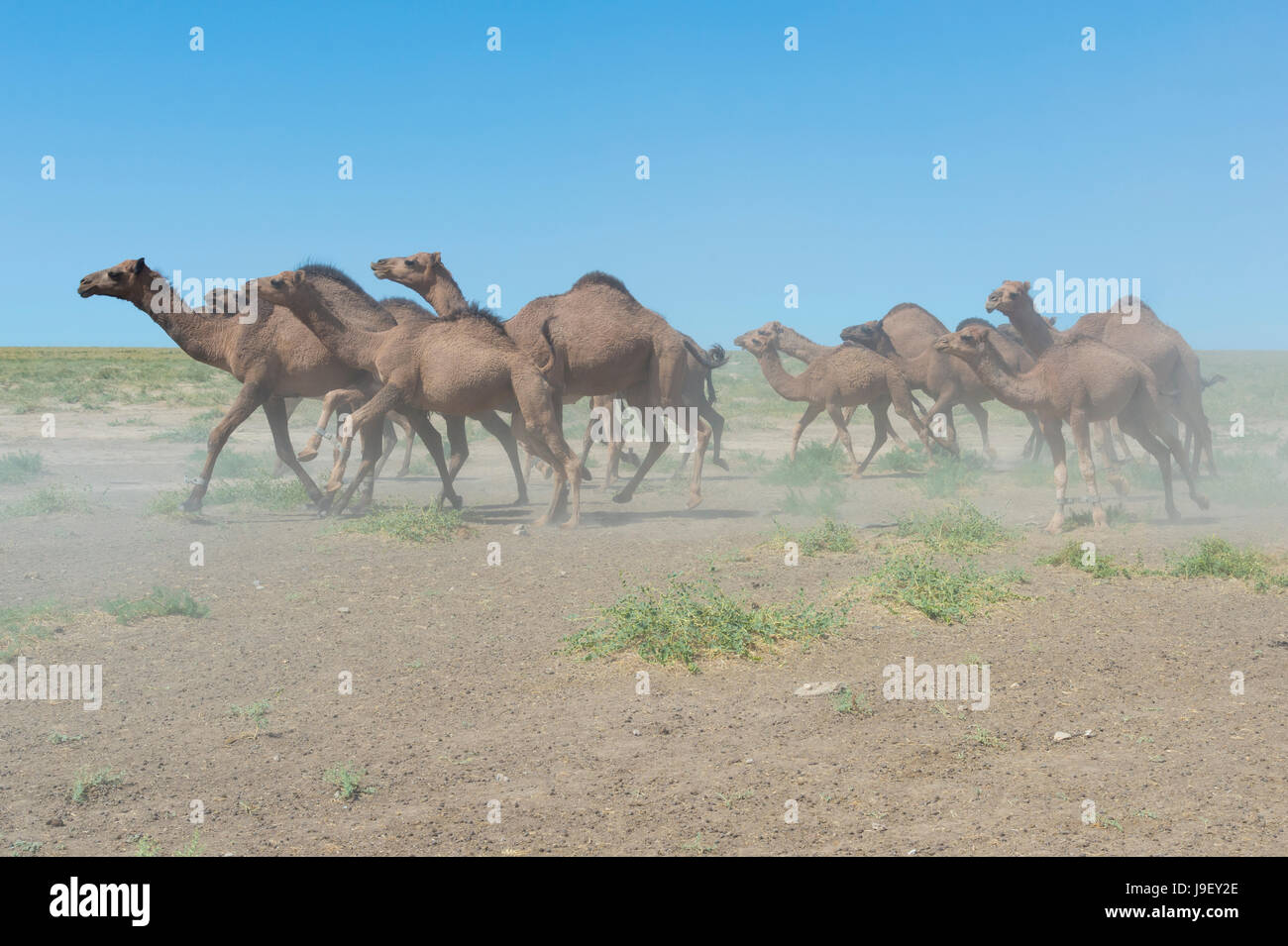 Cammelli in esecuzione, allevamento di cavalli, regione sud, Kazakistan Foto Stock