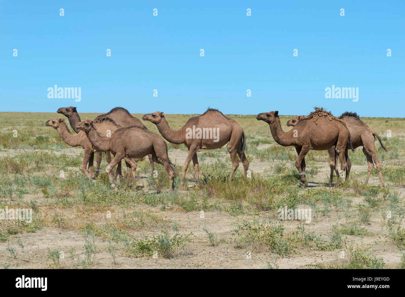 Cammelli in esecuzione, allevamento di cavalli, regione sud, Kazakistan Foto Stock