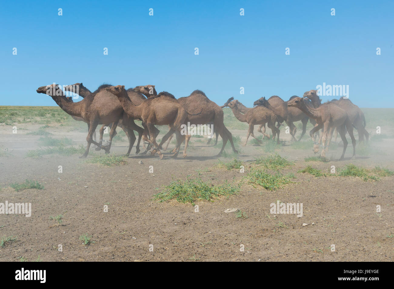 Cammelli in esecuzione, allevamento di cavalli, regione sud, Kazakistan Foto Stock