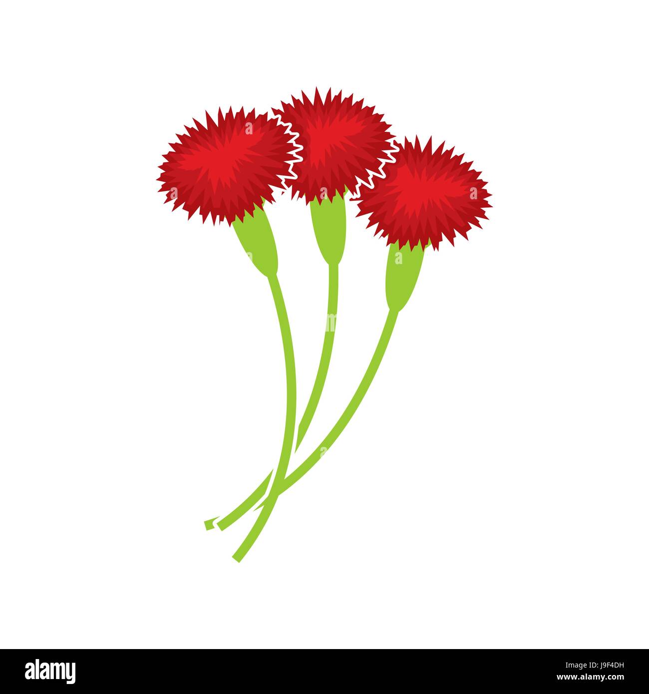 Carnation isolato. Bouquet floreale su sfondo bianco. Tre fiore rosso Illustrazione Vettoriale