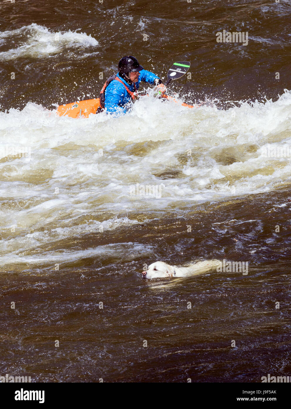 Color platino Golden Retriever dog & kayaker; Arkansas River; Salida; Colorado; USA Foto Stock