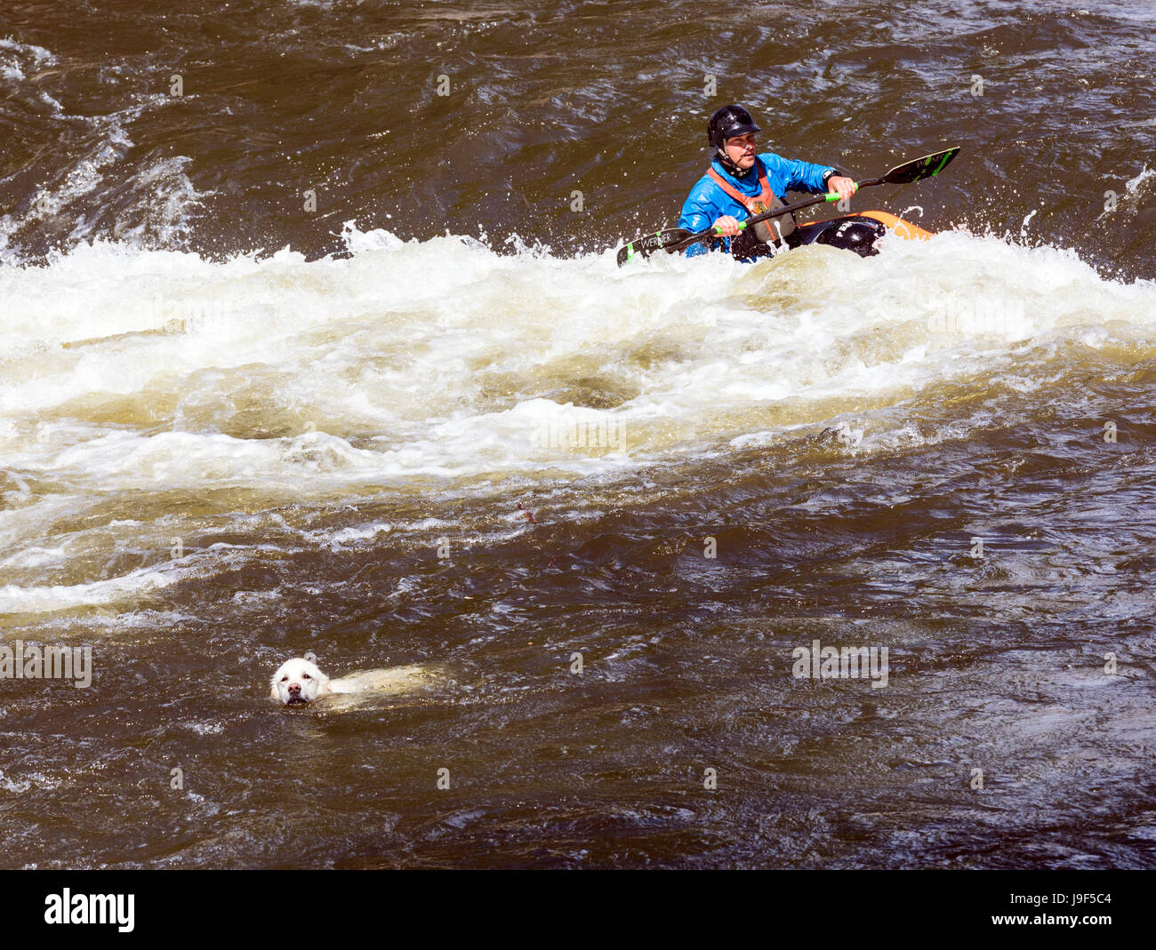 Color platino Golden Retriever dog & kayaker; Arkansas River; Salida; Colorado; USA Foto Stock