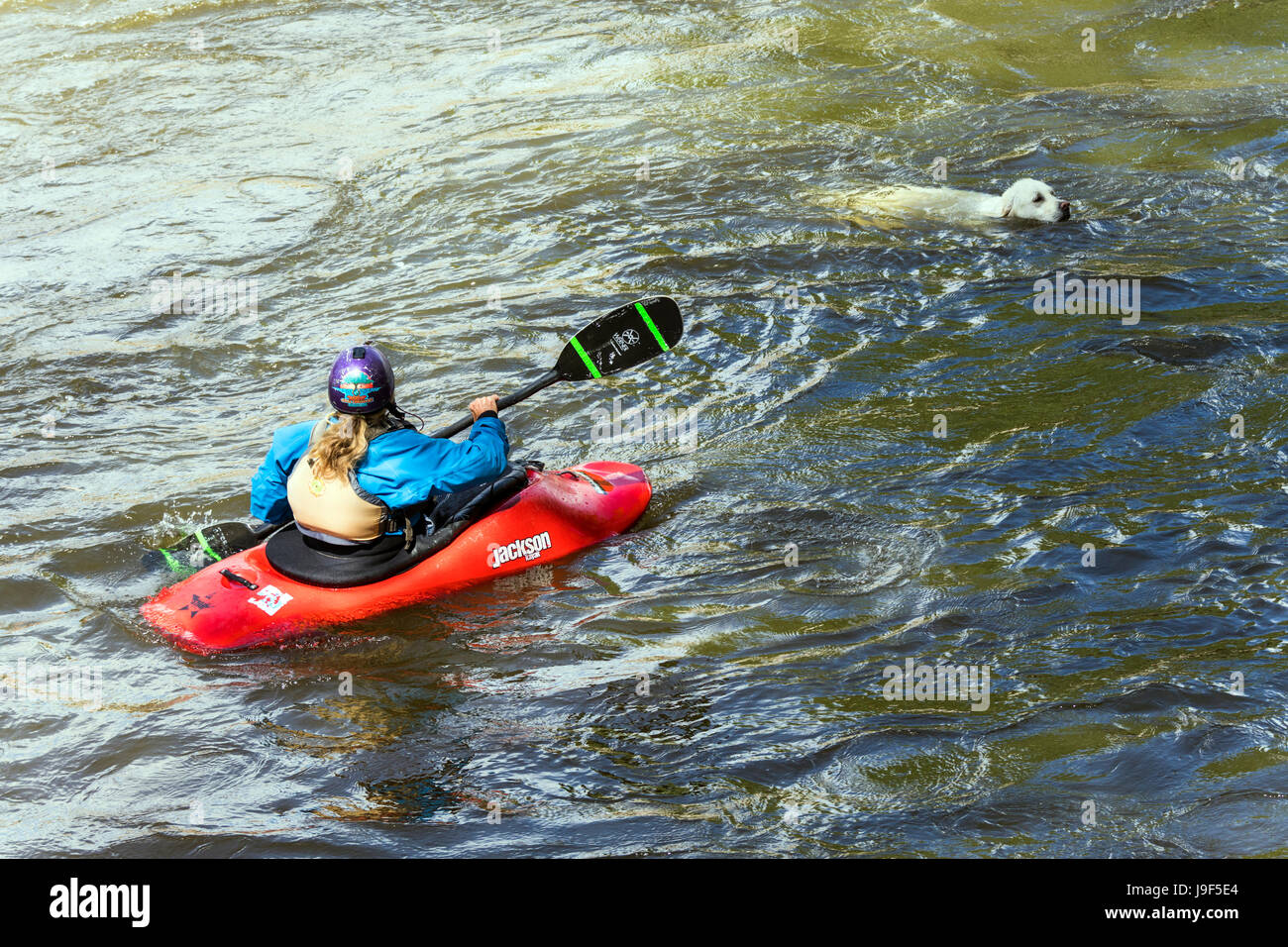 Color platino Golden Retriever dog & kayaker; Arkansas River; Salida; Colorado; USA Foto Stock